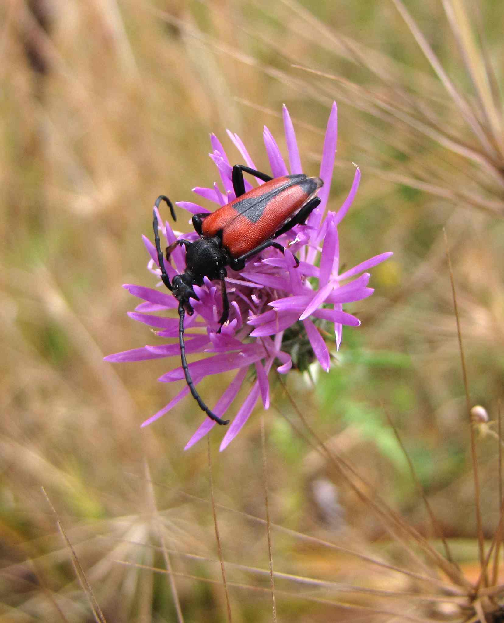insetto rosso-nero: Stictoleptura cordigera cordigera